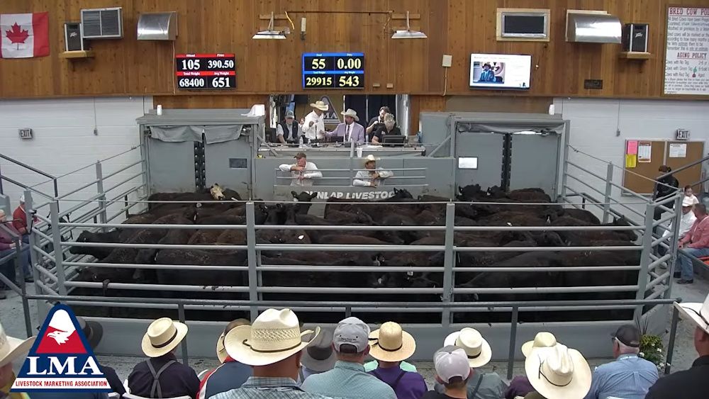 Virden's Brennin Jack claims Reserve Champion at World Livestock
